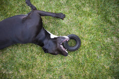 Mammoth TireBiterII – Natural Rubber Dog Toys for Extreme Chewers – Dog Toys for Extra Long Interactive Play – Aggressive Chewer Toys for Large - X-Large Dogs - X-Large 7”