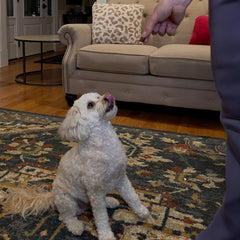 Exclusively Dog Chewy Training Treats Bacon Apple Flavor Grain Free Gluten Free, Made in The USA, 6 oz.