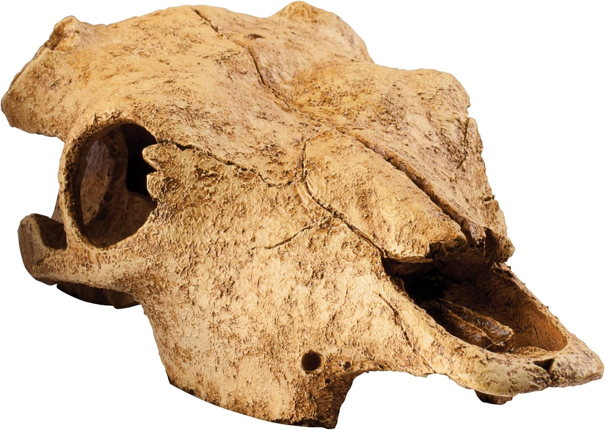 Exo Terra Buffalo Skull Terrarium D