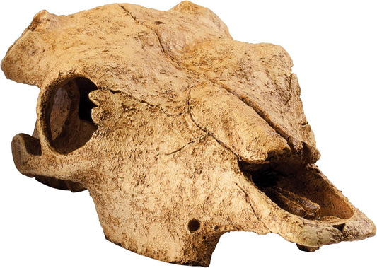 Exo Terra Buffalo Skull Terrarium D