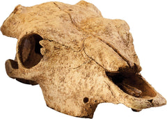 Exo Terra Buffalo Skull Terrarium D