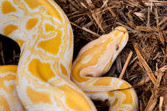 Galápagos (05056) Cypress Tank-Mulch Woodland Bedding for Reptiles & Amphibians, Eco-Friendly, High Absorbency, Dust-Free Perfect for Bearded Dragons, Tortoises, Snakes, & More