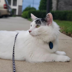 Coastal - Styles Figure “H” Adjustable Fashion Cat Harness and Leash Combo - Tiger Print - 3/8” x 10”-18”