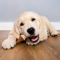 SPOT Pup Ice- Ready to Freeze at Home Dog Treats-Edible Chews for Medium Breed Dogs & Puppies