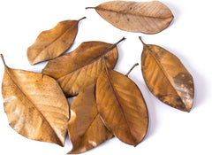 Galápagos Natural Magnolia Leaf Litter – Reptile Substrate for Bioactive Vivariums, Bearded Dragon, Gecko, and Snake Tank Accessories, 100% Natural Terrarium Décor, 4Qt