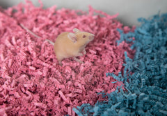 Fibercore ECO BEDDING 99% Dust Free Paper Bedding for Small Pets and Birds
