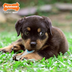 Nylabone Knuckle Bone & Pop-In Puppy Treat Toy Combo Power Chew Toy for Dogs, Dog Toys for Aggressive Chewers, Chicken Flavor