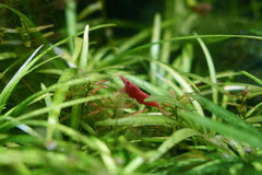 Seachem Flourish Supplement for Planted Aquarium