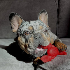 Nylabone Lobster Power Chew Toy for Dogs, Dog Toys for Aggressive Chewers, Filet Mignon Flavor, Small - Up to 25 Ibs, 1 Count