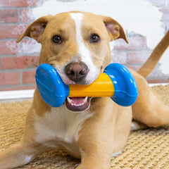 KONG Rambler Rattlez Long Lasting Fetch and Chew Assorted Toy (Dumbbell)