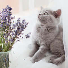 Naturally Fresh, Harmony Lavender and Bamboo Clumping Cat Litter
