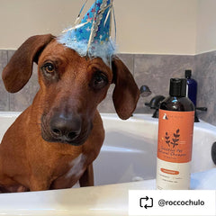 Oatmeal Shampoo for Dogs and Cats by kin+kind - Cat & Dog Shampoo for Sensitive Skin with Colloidal Oatmeal - Safe, Natural Formula with Olive Oil and Coconut Oil