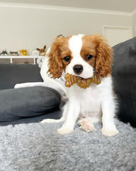 Nylabone Ring Bone Chew Toy for Puppies, Puppy Teething Toys, Puppy Enrichment Toys, Chicken Flavor, Medium Dogs