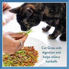Pet Greens Self-Grow Pet Grass Kit