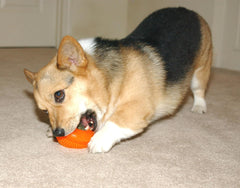 Starmark Everlasting Treat Bento Ball Tough Dog Chew Toy