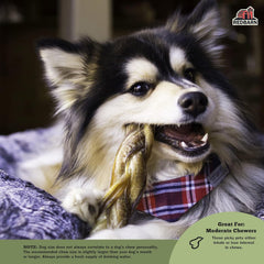Redbarn Odor Free 7" Braided Bully Sticks for Dogs