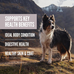 ORIJEN Amazing Grains Fit & Trim Dry Dog Food Recipe
