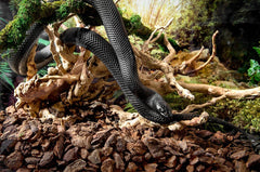 SuperMoss Galápagos (05024) Jurassic Fir Bark Bedding