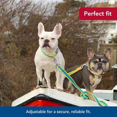 Coastal Pet - Pro - Reflective Adjustable Dog Collar, Bright Green with Grey