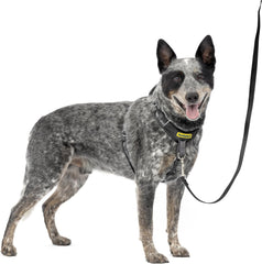 PetSafe Easy Walk Comfort No-Pull Dog Harness Full-Body Padding - Better Walks on The First Use - 5 Points of Adjustment , Black