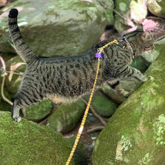 Coastal - Styles Figure “H” Adjustable Fashion Cat Harness and Leash Combo - Tiger Print - 3/8” x 10”-18”