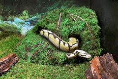 Galápagos Mossy Sapa Corner Hide - The Perfect Reptile Hide for Security and Comfort - A Natural and Secure Hide for Reptiles, Amphibians, and Invertebrates, L10” x W5.5” x H4.5”