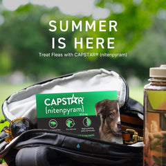 CAPSTAR Oral Flea Treatment for Dogs, Fast Acting Tablets Start Killing Fleas in 30 Minutes, Medium & Large Dogs (Over 25 lbs), 6 Doses