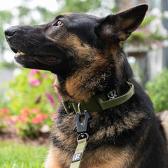 Operation Good Boy Tactical Collar (Green) - Durable & Strong - Includes Quick Release Buckle and Military Grade Handle - Veteran Owned and Operated