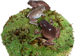 Galápagos (05254) Royal Clumps of Real Pillow, Natural