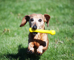 Jolly Pets® Jolly Bone Durable Interactive Float Chew Dog Toy