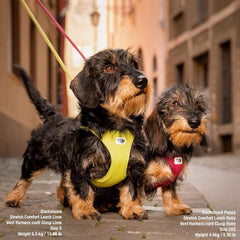 curli Vest Harness Clasp Air-Mesh Dog Harness (safe dog accessories, no pressure points, improved fit, harness with curli clasp buckle)