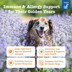 Zesty Paws Dog Allergy Relief - Anti Itch Supplement - Omega 3 Probiotics for Dogs - Digestive Health - Soft Chews for Skin & Seasonal Allergies - with Epicor Pets - Senior - Salmon - 90 Count