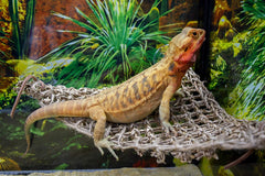 PENN-PLAX Reptology Lizard Lounger Corner Triangle – 100% Natural Seagrass Fiber – Great for Bearded Dragons, Anoles, Geckos, Iguanas, and Other Reptiles