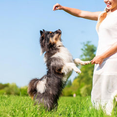 Exclusively Dog Best Buddy Bits Training Treats for Dogs and Puppies - Beef & Liver Flavor, 5.5oz Resealable Bag