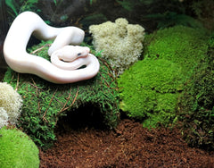 Galápagos Mossy Dome Hide, Vined