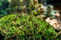 Galápagos (05254) Royal Clumps of Real Pillow, Natural