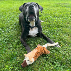 Skinneeez Big Bite Jackal, Stuffingless Dog Toy with Squeaker and Crunch Bottle, for Moderate Chewers, 18in Interactive Chew Toy