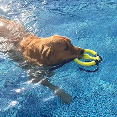 Nylabone Power Play Ring Thing Floatable Interactive Play Toy, Fetch Toy for Dogs