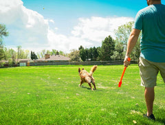 Flingerz Bug Ballistic Throw Toy Ball Launcher for Dogs (Butterfly)