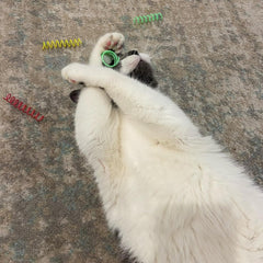 SPOT Thin Colorful Springs Cat Toys - Bouncy Coils for Medium Indoor Cat Breeds to Bite, Swat, Chase - Keeps Cats & Kittens Entertained for Hours - 3 inches Long, 10 Pcs, Multi Colors