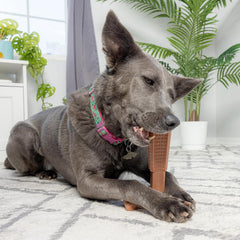 SPOT Bam-Bones Plus T Bone - Bamboo Fiber & Nylon, Durable Long Lasting Dog Chew for Aggressive Chewers – Great Toy for Adult Dogs & Teething Puppies Under 90lbs, Non-Splintering, 7in, Beef Flavor