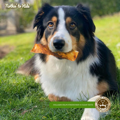 Fieldcrest Farms Nothing to Hide Natural Rawhide Alternative Large 10'' Rolls for Dogs - 2 Pack (Beef)