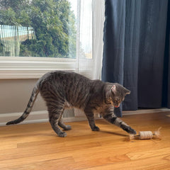 SPOT Naturals Silver Vine Cat Toy – Natural Interactive Enrichment for Cats, Stimulates Play and Reduces Stress, Durable and Safe, Perfect for Indoor Cats and Kittens, Assorted Styles, 1 Piece