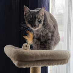 SPOT Naturals Silver Vine Cat Toy – Natural Interactive Enrichment for Cats, Stimulates Play and Reduces Stress, Durable and Safe, Perfect for Indoor Cats and Kittens, Assorted Styles, 1 Piece