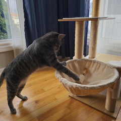 SPOT Naturals Silver Vine Cat Toy – Natural Interactive Enrichment for Cats, Stimulates Play and Reduces Stress, Durable and Safe, Perfect for Indoor Cats and Kittens, Assorted Styles, 1 Piece