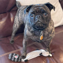 SPOT Skinneeez Stretch and Squeak Dog Toy - Stuffing-Free Stretchy Toy with Crinkle and Squeaker, Fun for Dogs to Tug and Fetch, Assorted Animal Characters - Beaver, Raccoon, or Fox -