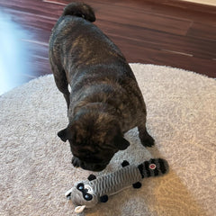 SPOT Skinneeez Stretch and Squeak Dog Toy - Stuffing-Free Stretchy Toy with Crinkle and Squeaker, Fun for Dogs to Tug and Fetch, Assorted Animal Characters - Beaver, Raccoon, or Fox -