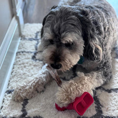 SPOT Treat Holder- Safety Device Bully Stick Holder & Yak Cheese Holder for Small and Medium Dogs, to Help Prevent Choking