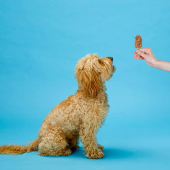 SPOT Pup Ice- Ready to Freeze at Home Dog Treats-Edible Chews for Medium Breed Dogs & Puppies with Real Chicken to Keep Your Pup Cool Year Round