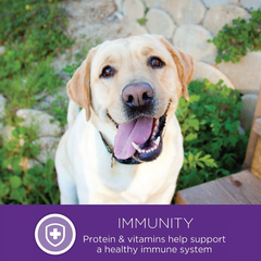 Wellness Complete Health Large Breed Dry Dog Puppy Food with Grains, Natural Ingredients, Made in USA with Real Meat (Puppy, Chicken, Salmon & Rice)